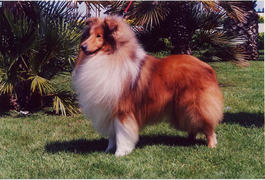 collie.jpg