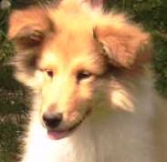 puppies010.jpg
