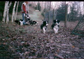 puppiesinwood.jpg