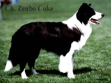 zeabocoke.jpg